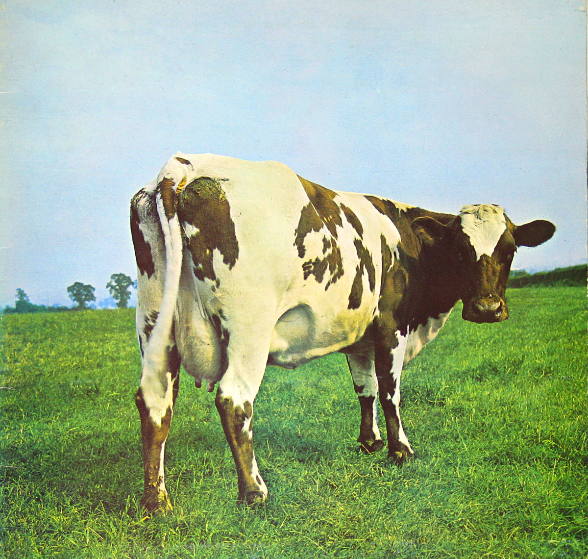 Album cover of Pink Floyd’s Atom Heart Mother featuring a cow named Lulubelle III standing in a green field under a clear blue sky, with no text or title present